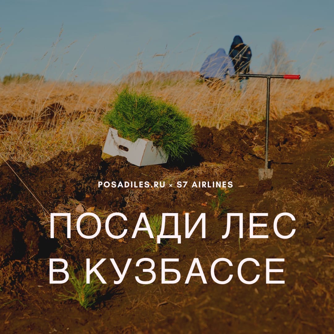 Лес вместе